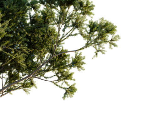 Juniperus communis tree, corner view, cutout, transparent background, isolate, Juniper tree branches with green leaves and blue berries create lush texture