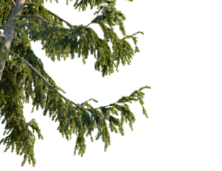 Picea abies tree, corner view, cutout, transparent background, isolate, Majestic fir tree branch with vibrant green needles creating a lush texture