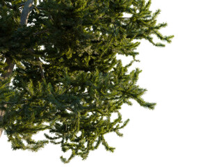 Picea orientalis tree, corner view, cutout, transparent background, isolate, Evergreen tree branches cascade creating lush forest canopy element