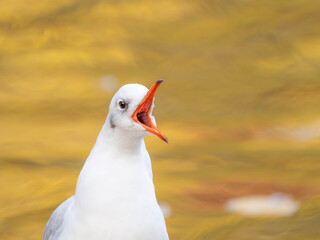 Portrait of a Seagull with orange Background in Autumn 2025. High quality photo