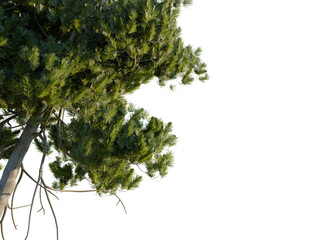 Pinus cembra tree corner view, cutout, 8k png, transparent background, isolate, Vibrant green pine tree foliage with sturdy trunk for natural designs