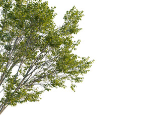 Platanus orientalis tree, corner view, cutout, transparent background, isolate, Lush tree branches with vibrant green leaves against transparent backdrop