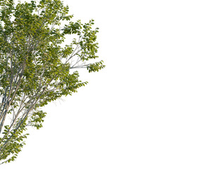 Platanus orientalis tree, corner view, cutout, transparent background, isolate, Tree branches with fresh green leaves isolated for nature designs needs