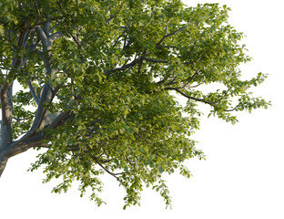 Quercus pyrenaica tree, corner view, cutout, transparent background, isolate, Lush green tree with transparent background ready for your creative project