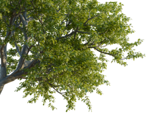 Quercus pyrenaica tree, corner view, cutout, transparent background, isolate, Lush green tree with transparent background ready for your creative project