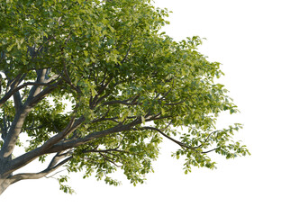 Quercus pyrenaica tree, corner view, cutout, transparent background, isolate, Majestic tree canopy with lush green leaves against transparent backdrop