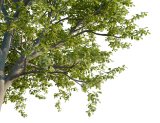 Quercus pyrenaica tree, corner view, cutout, transparent background, isolate, Green tree branches with lush leaves perfect for nature scene backgrounds