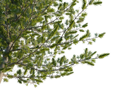 Pinus cembra tree, corner view, cutout, transparent background, isolate, Captivating pine tree branches create a natural element for your designs