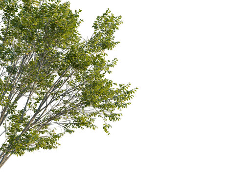 Platanus orientalis tree, corner view, cutout, transparent background, isolate, Lush tree branches with vibrant green leaves against transparent backdrop