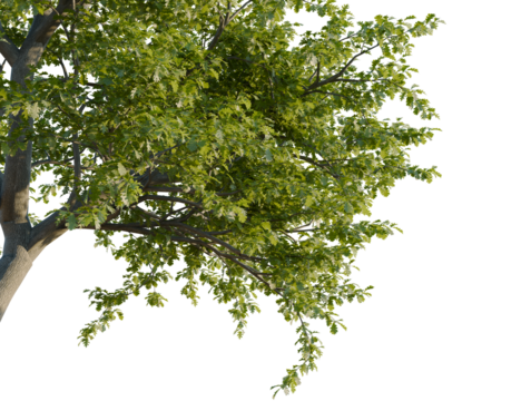 Quercus pyrenaica tree, corner view, cutout, transparent background, isolate, Lush green tree branches with fresh leaves casting dappled sunlight glow