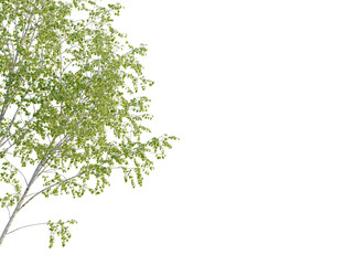 Obraz premium Ulmus pumila tree, corner view, cutout, transparent background, isolate, Beautiful birch tree with vibrant green leaves for spring and summer designs