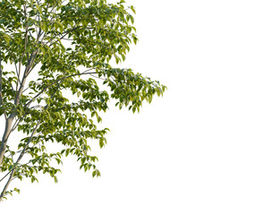 Obraz premium Ulmus pumila tree, corner view, cutout, transparent background, isolate, Beautiful tree foliage with transparent background for easy composite use