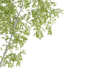 Obraz premium Tilia x europaea tree, corner view, cutout, transparent background, isolate, Delicate birch tree branches with vibrant green leaves against transparent