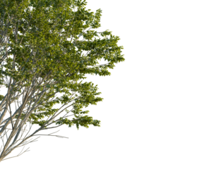 Tilia x europaea tree, corner view, cutout, transparent background, isolate, Beautiful tree with vibrant green leaves creating a serene natural element