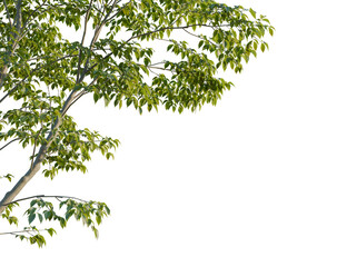 Ulmus pumila tree, corner view, cutout, transparent background, isolate, Beautiful leafy tree branches create a serene and natural canopy effect