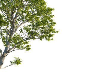 Zelkova serrata tree, corner view, cutout, transparent background, isolate, Majestic tree with lush green leaves perfect for nature compositions