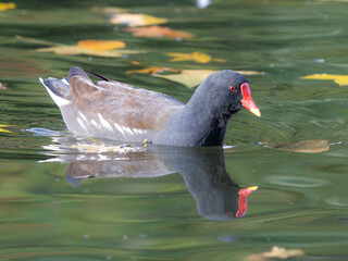 Coot on a golden Lake with mirroring view in the Autumn and great Details High quality photo