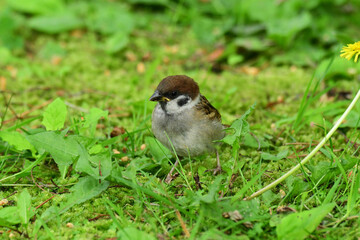 地面に立つスズメの幼鳥