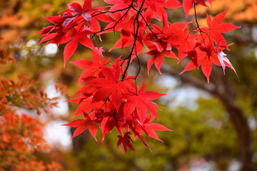 晩秋の真っ赤なモミジ