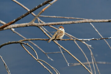 枯れた枝にとまるスズメの幼鳥
