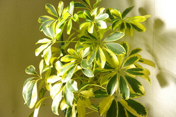 カポック　観葉植物