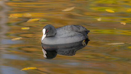 Coot on a golden Lake with mirroring view in the Autumn and great Details High quality photo