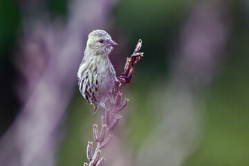 枯草に留まっているアオジ