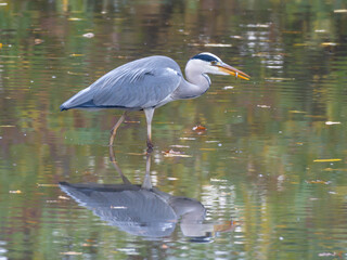 A Great Heron hunting for fish in the Lake in Autumn Germany with mirror in the Lake High quality photo