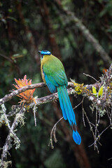 barranquero motmot bird