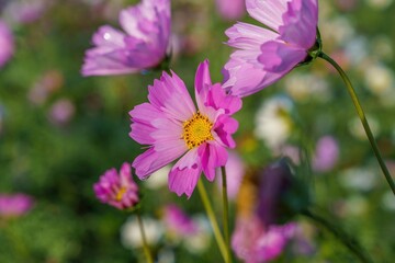 光を浴びて輝く満開の花びらが筒状のピンクのコスモス