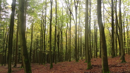 Magic Light in the German Woods - Moody Woods. High quality photo