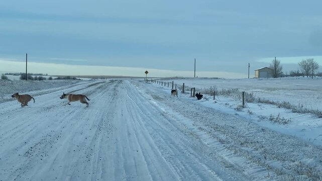 Canines Enjoying a Winter Run Along a Rural Snow-Covered Road