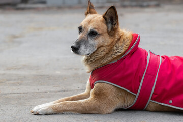 Big dog in red vest on a walk.