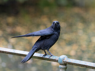 A Crow in High Quality with great Autumn Mood. High quality photo