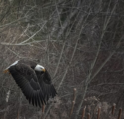 Bald Eagle in Flight