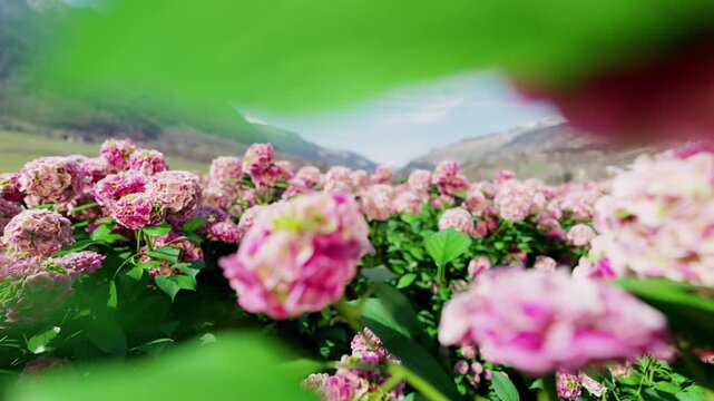 A vast and beautiful garden filled with blooming pink hydrangeas. 3D animation. 4K.