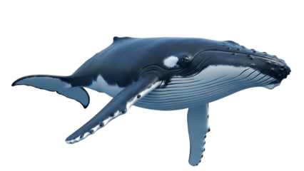 Realistic 3 D render of a humpback whale, with detailed skin texture and markings, cutout, PNG isolated on white or transparent background