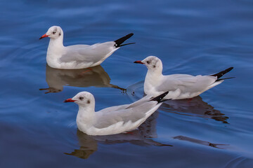 Three black-headed gulls (Chroicocephalus ridibundus) swimming on the water in the Gulf of Thailand, just southeast of Bangkok, Thailand. Reflections on the water. 
