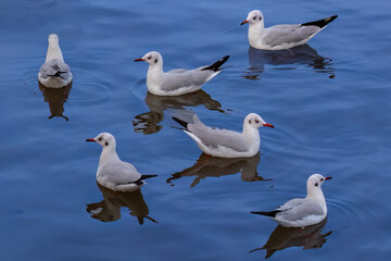 Black-headed gulls (Chroicocephalus ridibundus) swimming on the water in the Gulf of Thailand, just southeast of Bangkok, Thailand. Reflections on the water. 
