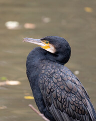 Portrait of a Cormorant with HIgh Quality to see his Emerald Eyes. High quality photo