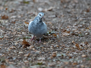 Special looking City Pigeon White Marbled. High quality photo