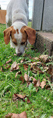 Beagle dog playing in the grass with fallen leaves on the ground