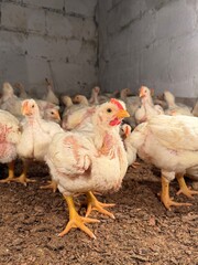 Ross breed broiler chicken
