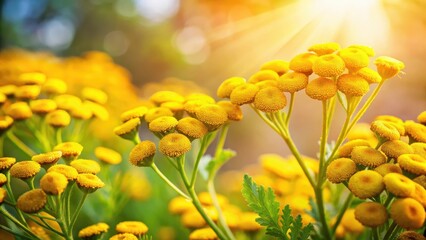 Colorful, sun-kissed tansy flowers with delicate petals and a vibrant yellow hue, gently swaying in the breeze on a warm sunny day
