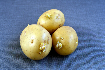 Tre tuberi commestibili ricchi di carboidrati