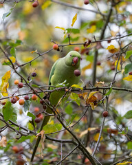 Ring Necked Parakeet Eating in the Tree. High quality photo