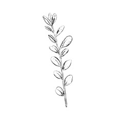 winter foliage - cotton branch svg