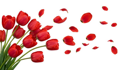 Red Tulips with Floating Petals and Transparent Background, PNG