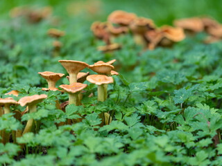 Mushrooms in a green Environment with empty Space. High quality photo