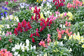 キンギョソウ　Snapdragon